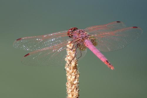 Réf. 288 014 : Trithemis annulata